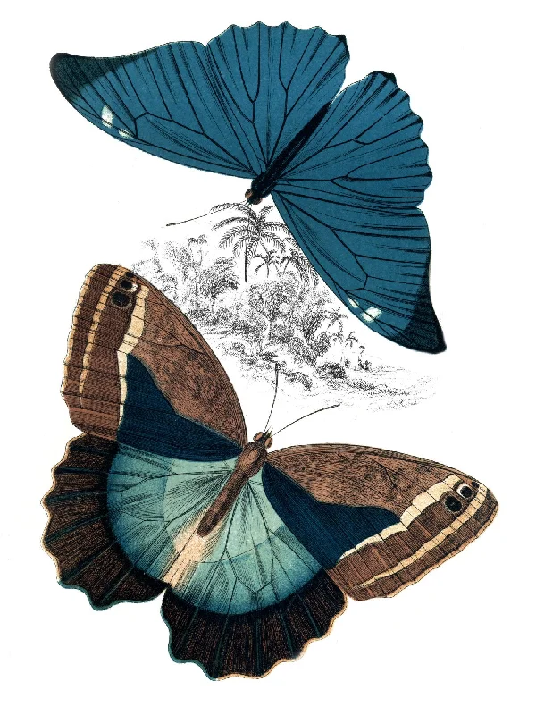 Wall Decor for affordable areas-Butterfly Study II By Piddix - Blue