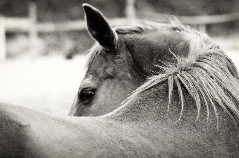 Wall Decor with warm tones-Over His Shoulder By Gail Peck - Dark Gray